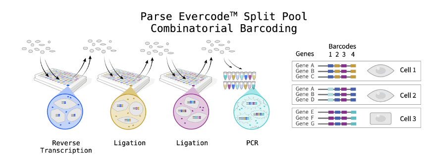 Parse Evercode