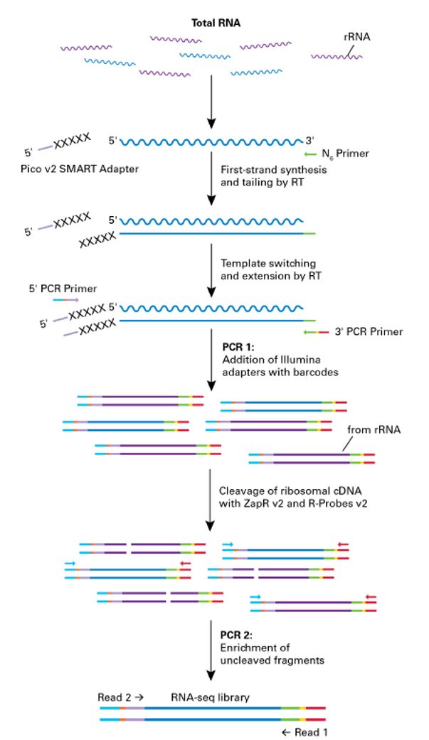 Ultra-low input total RNAseq - Sequencing Service - Cancer Genomics ...