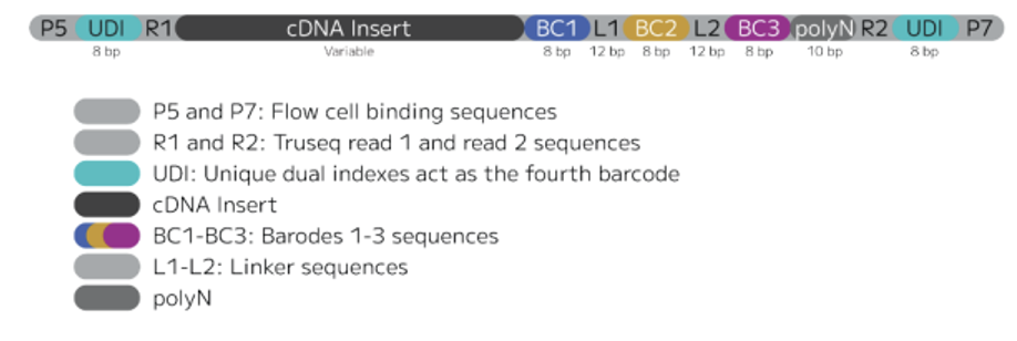 transcriptome sequencing library structure